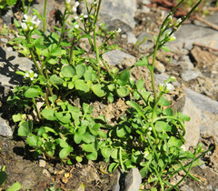 Cardamine umbellata