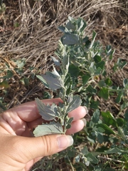 Chenopodium zerovii