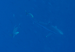 Carcharhinus albimarginatus