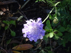 Scabiosa incisa