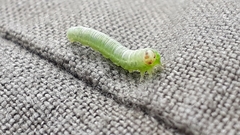 Pristiphora leucopus