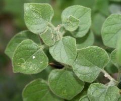 Barleria heterotricha