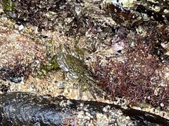 Pachygrapsus marmoratus