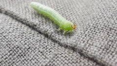 Pristiphora leucopus