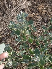 Chenopodium zerovii