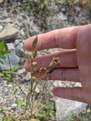 Dianthus marschallii