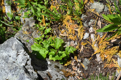 Heuchera glabra