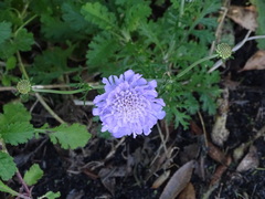 Scabiosa incisa