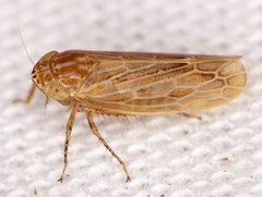 Amplicephalus osborni