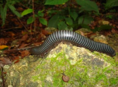 Acladocricus