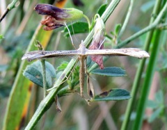 Stenoptilia pterodactyla