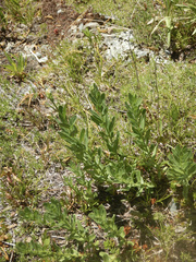 Eucephalus paucicapitatus