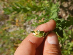 Eucephalus paucicapitatus