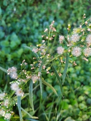 Erigeron canadensis