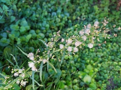 Erigeron canadensis