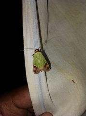 Hemichloridia euprepia