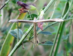 Stenoptilia pterodactyla