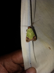 Hemichloridia euprepia