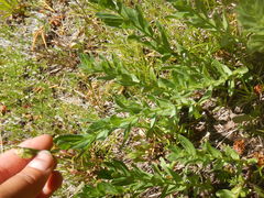 Eucephalus paucicapitatus