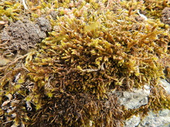 Hypnum cupressiforme lacunosum