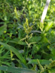 Echinochloa crus-galli