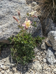 Aquilegia pubescens