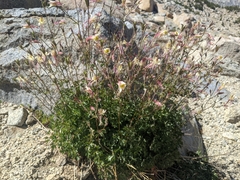 Aquilegia pubescens
