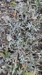 Psephellus marschallianus