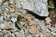 Claytonia multiscapa pacifica