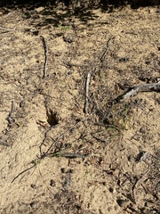 Cyperus houghtonii