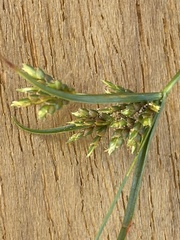 Cyperus houghtonii