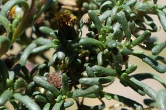 Senecio humillimus