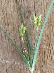 Cyperus houghtonii