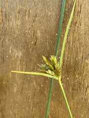 Cyperus houghtonii