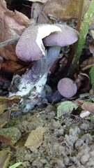 Agaricales