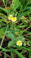 Ixeris