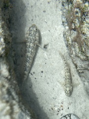 Bathygobius lineatus