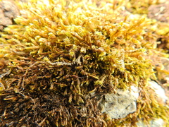 Hypnum cupressiforme lacunosum