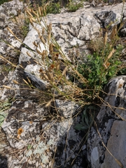 Dianthus marschallii