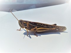 Schistocerca piceifrons