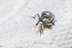 Phytobius leucogaster