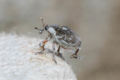 Phytobius leucogaster