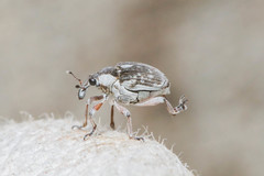 Phytobius leucogaster