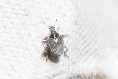 Phytobius leucogaster