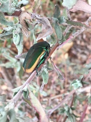 Cotinis mutabilis