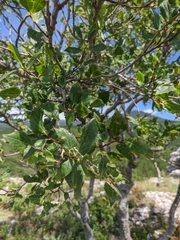 Celtis planchoniana
