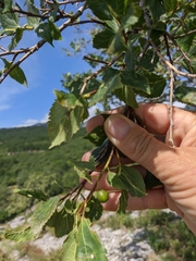 Celtis planchoniana