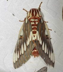 Citheronia splendens sinaloensis