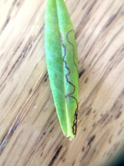 Fomoria hypericella