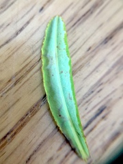 Fomoria hypericella